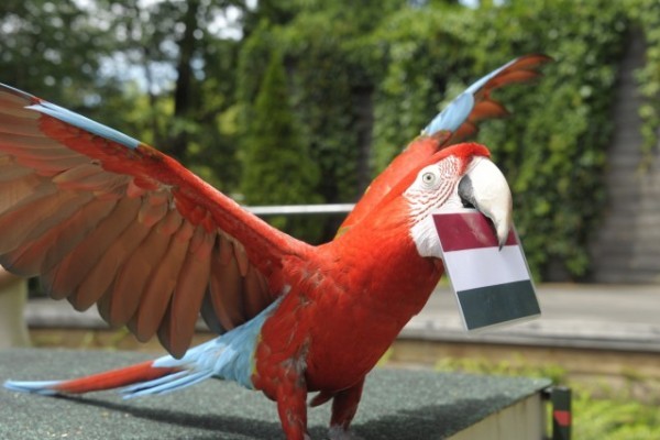 Az EB láz minket is elért :-)