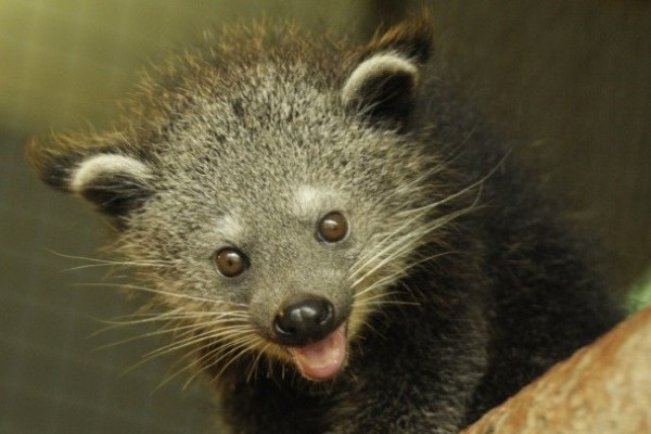 Váratlan szaporulat a binturongnál!