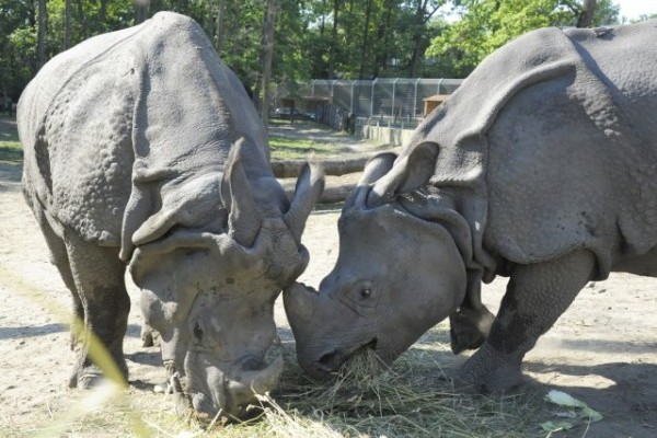 Randevúznak az indiai orrszarvúk!