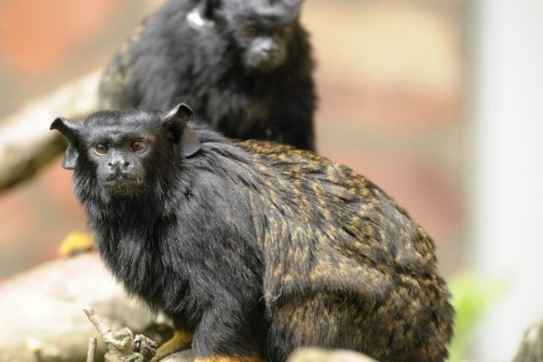 Aranykezű tamarinokkal gazdagodott a karmosmajom gyűjtemény