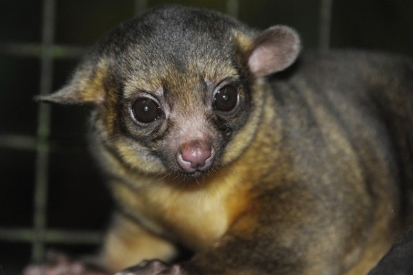 Különleges éjszakai állatok, kinkajouk érkeztek a Viktória házba.