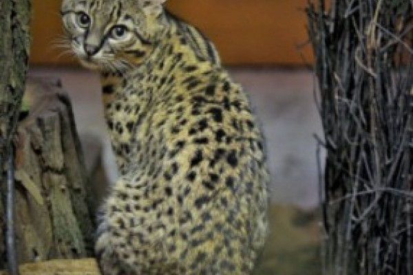 Igazi különlegesség a Viktória házban! 