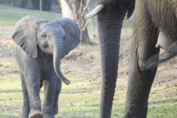 19 évének talán legsikeresebb évét zárta idén a Nyíregyházi Állatpark!  