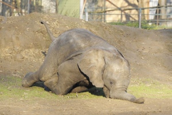 Ritka pillanatot sikerült lencsevégre kapni: Kito, a kis elefánt ormányra esett.