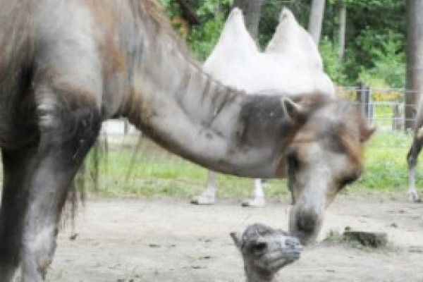 Bactrian camel was born