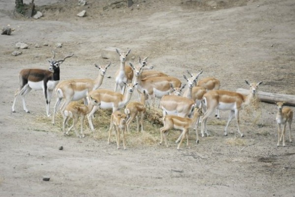 Egy héten belül öt indiai antilop gida látta meg a napvilágot 