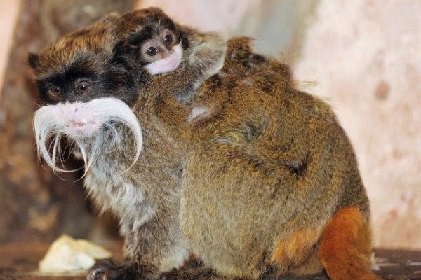 Császárbajszú tamarin ikrek születtek