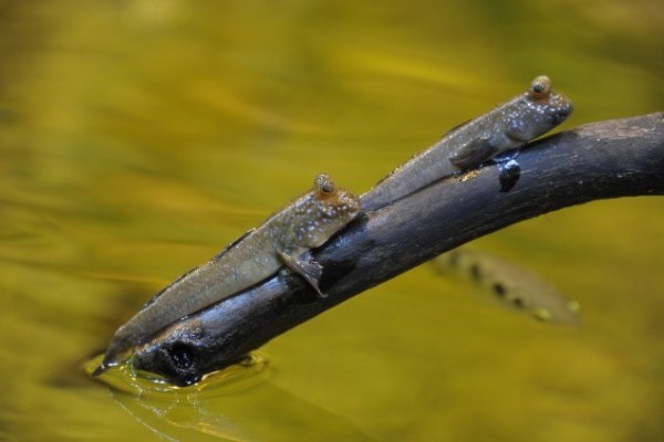 Egy hal, mely több időt tölt a szárazföldön, mint a vízben...