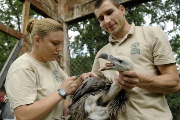 Mától látható az idén született karvalykeselyű fióka 