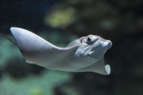 Most először született ománi tehénorrú rája Magyarországon!