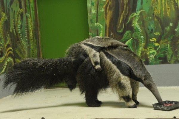 3 hónapos lett a sörényes hangyász bébi!