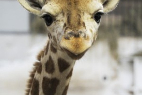 Nevet kapott a kis zsiráf!