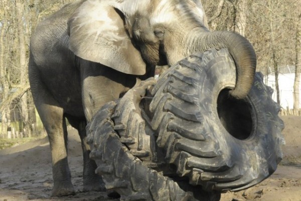 600 kilogrammos játékot kapott Jack, Állatparkunk 6 tonnás afrikai elefánt tenyészbikája. 