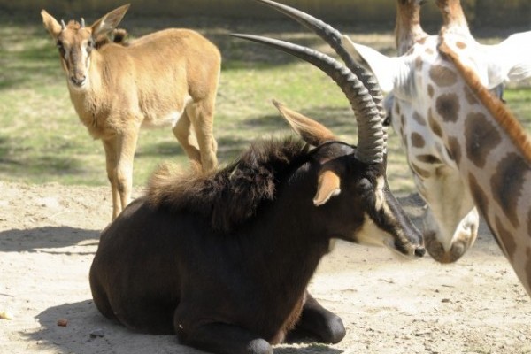 Már a látogatók is megtekinthetik  a Tarzan ösvénye  legifjabb lakóit 