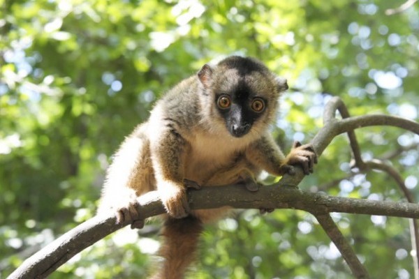 3 month old lemur baby