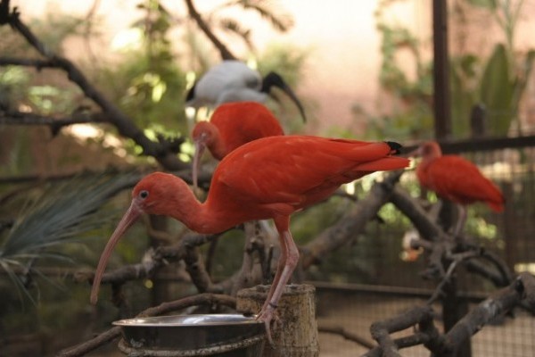 Skarlát íbiszek testközelben