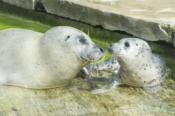 Another sensation in Nyíregyháza Zoo!