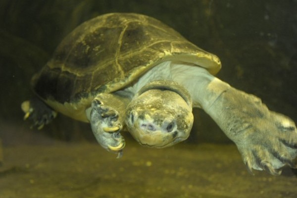Már láthatóak az óriás teknősök parkunk Ázsia házában.