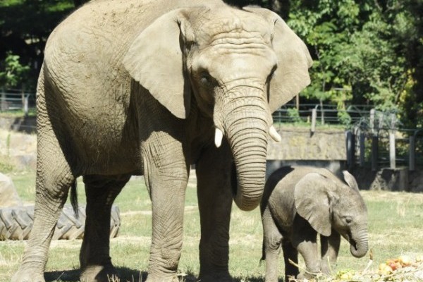 The little elephant has got a name! 