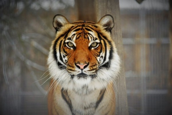 Állatok végveszélyben I. rész