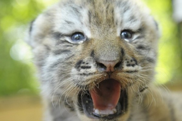Siberian tigers born in Nyíregyháza Zoo