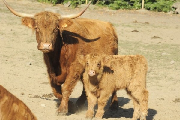 Szépen cseperedik Állatparkunk skót-felföldi marha borja.-) 