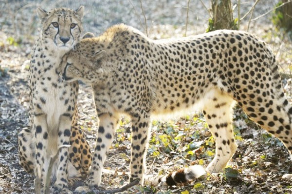 Nemzetközi Gepárd Nap!