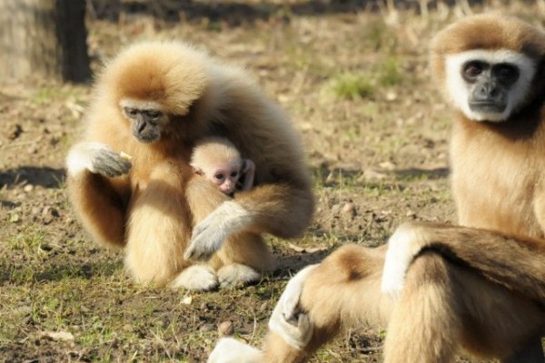 Gibbon bébi született Állatparkunkban