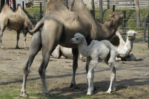 Szöszke, az 1 hetes fehér teve csikó a látogatók legújabb kedvence