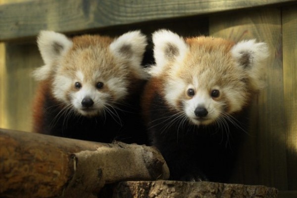 Nevet kaptak a kis panda ikrek