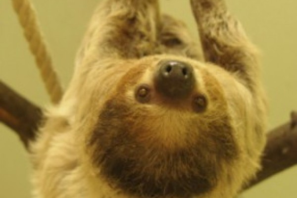 Lajhár szerelem Nyíregyházán 