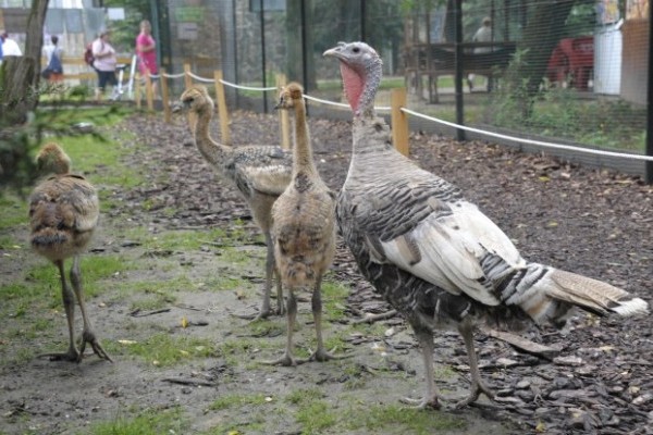 Hat fiókával gyarapodott  Állatparkunk  szürkenyakú koronásdaru családja.