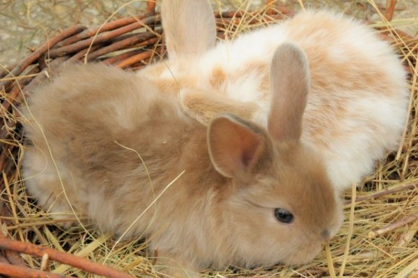 Nyúltartási tippek