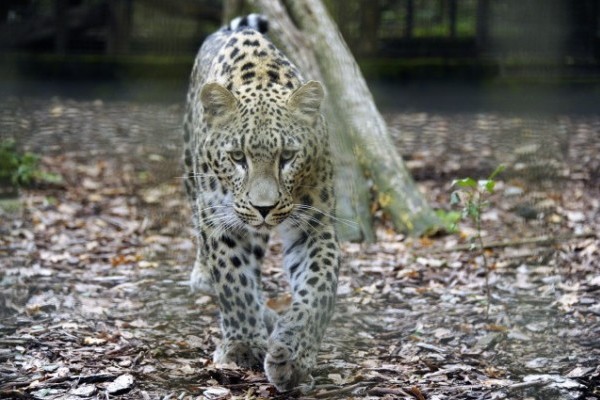 Perzsa párduc nőstény érkezett  a 2 éve itt született hímhez 