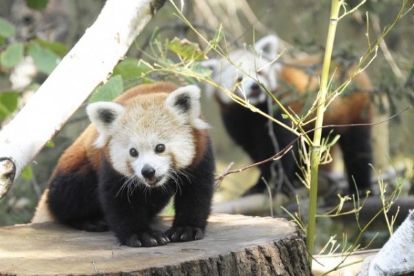 Nincs akadálya a panda násznak!