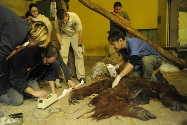 Részletes állatorvosi vizsgálaton esett át Joey, Állatparkunk 17 éves  borneói orangután ( Pongo pygmaeus pygmaeus) hímje.  