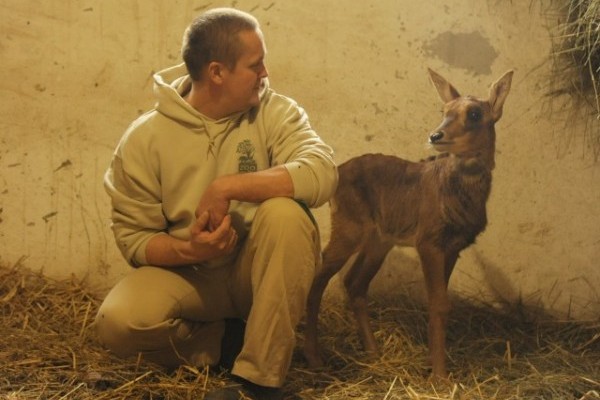 Fekete lóantilop (Hippotragus niger) született Állatparkunkban.