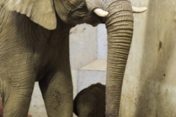 Megszületett a várva-várt afrikai elefántborjú!
