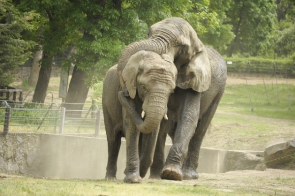 A Nyíregyházi Állatparkba soha ennyi új állat nem érkezett még, mint idén! 