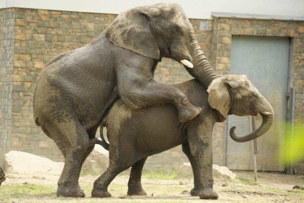 Elefánt nász Nyíregyházán