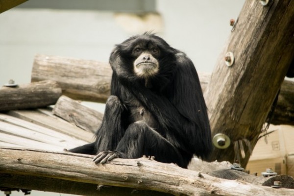 Nyíregyházán él Európa legidősebb sziamangja! 