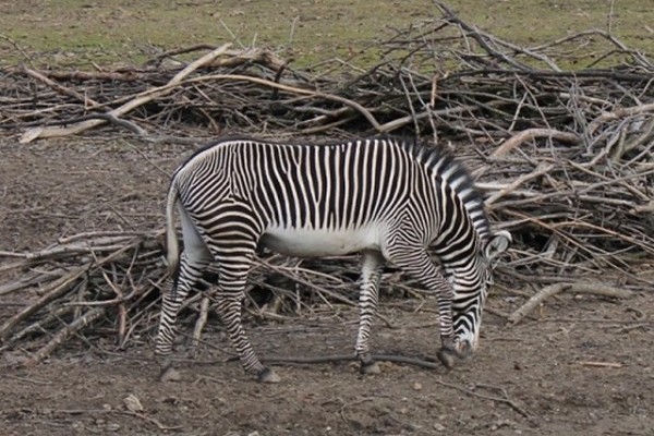 Feleségeket kapott Füles, az ország egyetlen grevy zebra hímje!