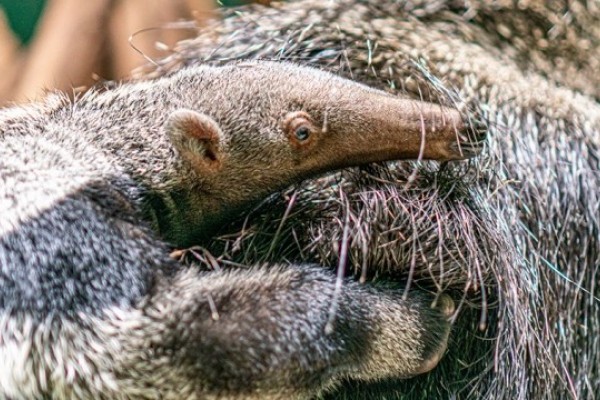 Sörényes hangyász született Állatparkunkban