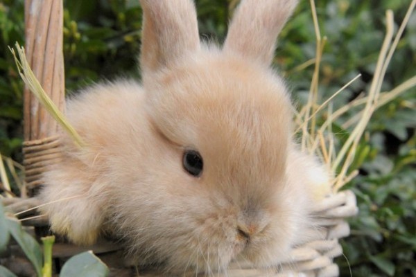 Nyúltartási tippek a felelős állattartás jegyében