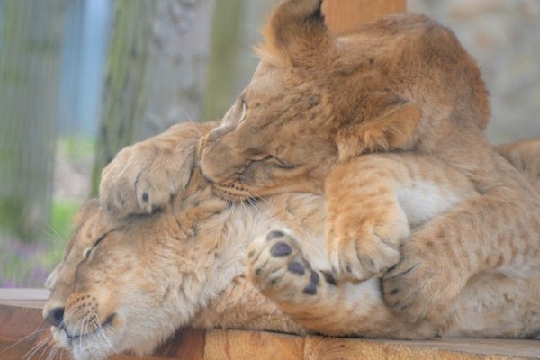 Már látogatóink is megtekinthetik Mázlit, az Ukrajnából mentett kis oroszlánt