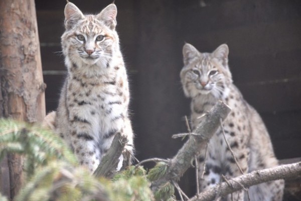 Indián legenda Állatparkunkban