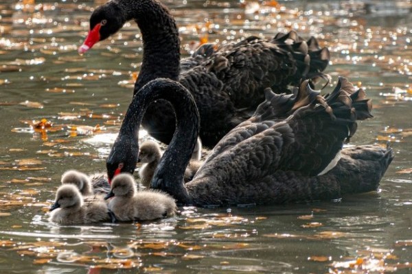 Fekete hattyú fiókák keltek ki Állatparkunkban