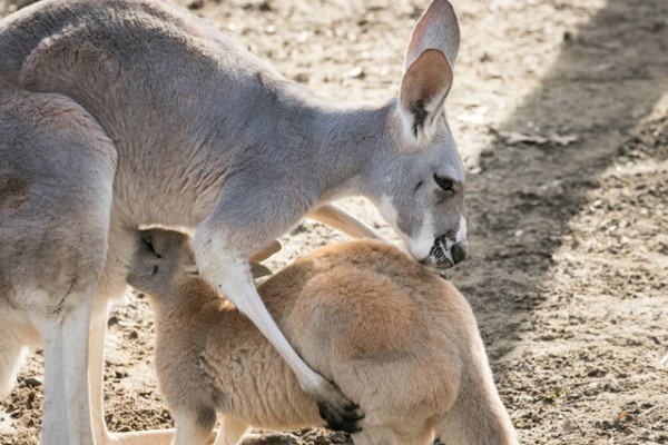 Zsebibabák minden mennyiségben