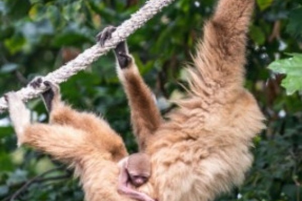 Fehérkezű gibbon született Állatparkunkban!