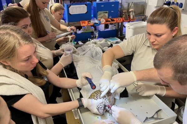 Muréna a műtőasztalon